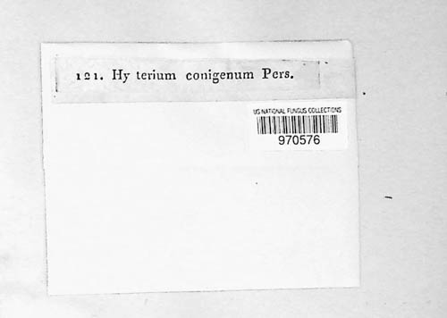 Hysterium image